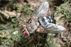 Microphthalma disjuncta