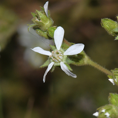 Horkelia clevelandii