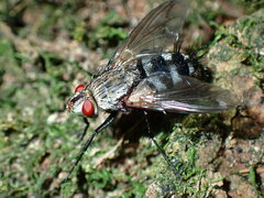 Microphthalma disjuncta