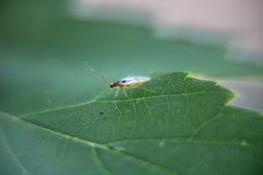 Hyaliodes