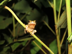 Dendropsophus koechlini