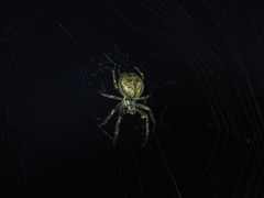 Larinioides ixobolus