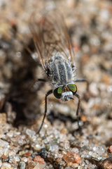 Acrosathe annulata