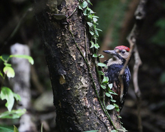 Dendrocopos leucotos owstoni