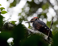 Dendrocopos leucotos owstoni