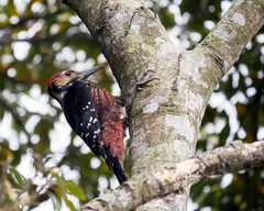 Dendrocopos leucotos owstoni