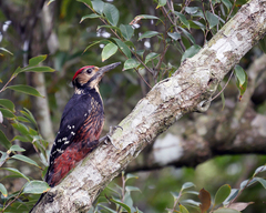 Dendrocopos leucotos owstoni