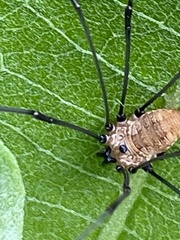 Leiobunum aldrichi