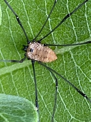 Leiobunum aldrichi