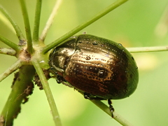 Chrysolina oricalcia