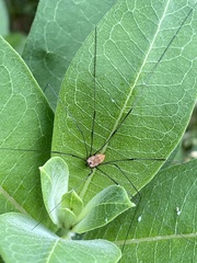 Leiobunum aldrichi