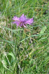 Pyrausta aerealis