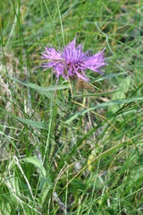 Pyrausta aerealis