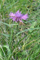 Pyrausta aerealis