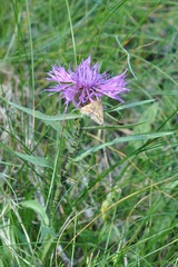 Pyrausta aerealis