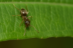 Lasius pallitarsis