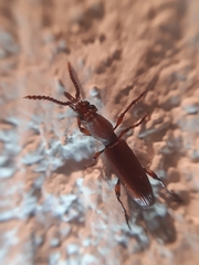 Amorphocephala coronata
