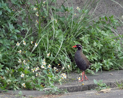 Gallirallus okinawae