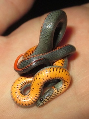 Diadophis punctatus modestus