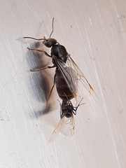 Lasius