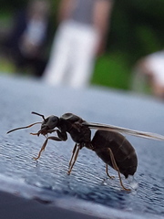 Lasius