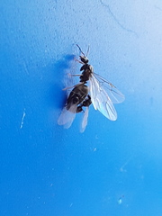 Lasius
