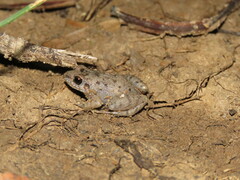 Adenomera hylaedactyla