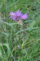 Pyrausta aerealis