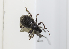 Otiorhynchus meridionalis