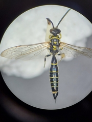 Myzinum obscurum