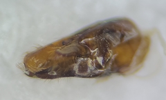 Myzinum obscurum
