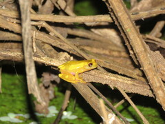 Dendropsophus arndti