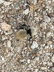 Dasymutilla magna