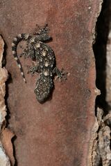 Tarentola mauritanica