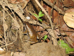Hamptophryne boliviana