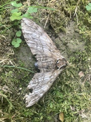 Ceratomia undulosa