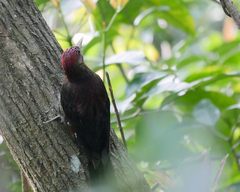 Dendrocopos noguchii