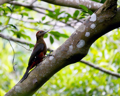 Dendrocopos noguchii