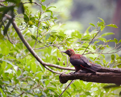 Dendrocopos noguchii