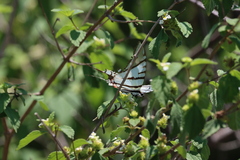 Protographium epidaus tepicus
