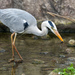 Eastern Grey Heron - Photo (c) Максим Стефанович, some rights reserved (CC BY-NC), uploaded by Максим Стефанович