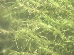 Dicranella schreberiana