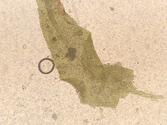 Dicranella schreberiana