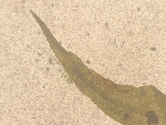Dicranella schreberiana