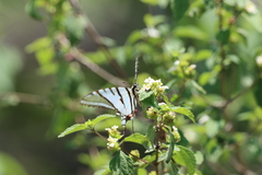 Protographium epidaus tepicus
