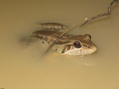 Leptodactylus bolivianus
