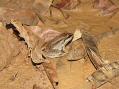Leptodactylus bolivianus
