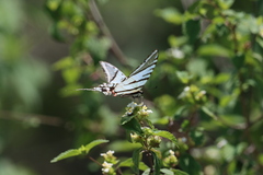 Protographium epidaus tepicus