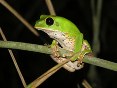 Phyllomedusa camba