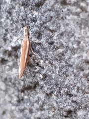 Pleurota aristella